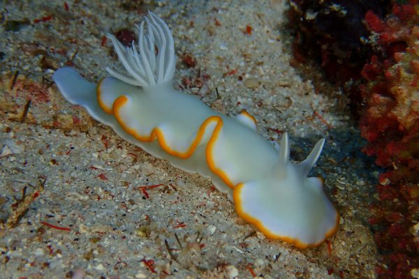 Nudi