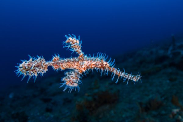 Lembeh Strait Wideangle 1