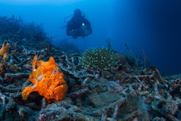 Lembeh Strait Wideangle 4