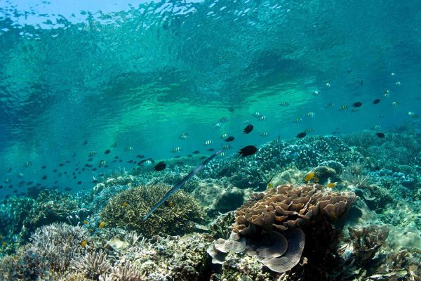 Murex Manado - Bunaken Hard Corals