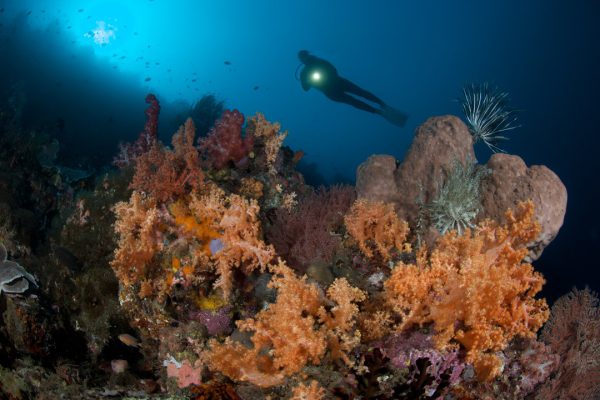 Murex Manado - Manado Bay wall with diver