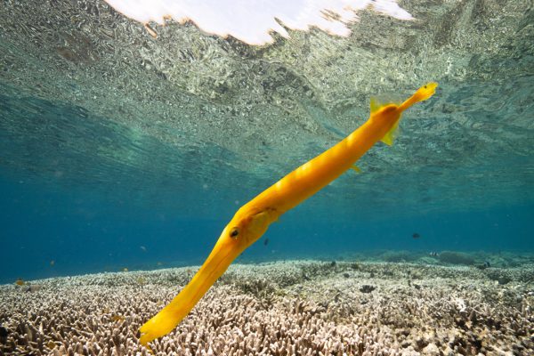 Murex Manado - Trumpetfish Bunaken