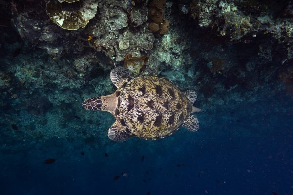 Murex Manado - Turtle on Bunaken Wall